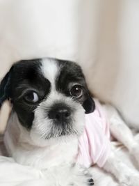 Close-up portrait of dog