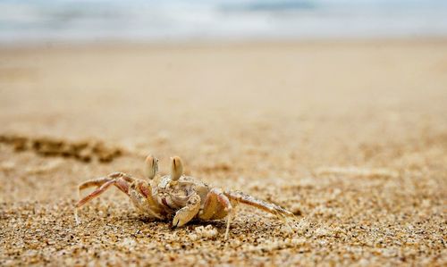 Close-up of crab on sand