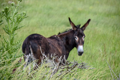 Donkey standing in a field