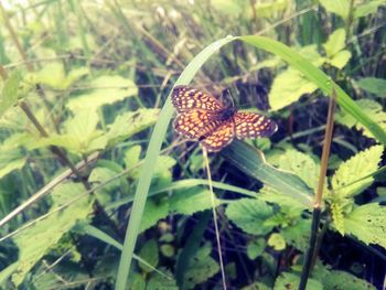 Close-up of butterfly perching on plant