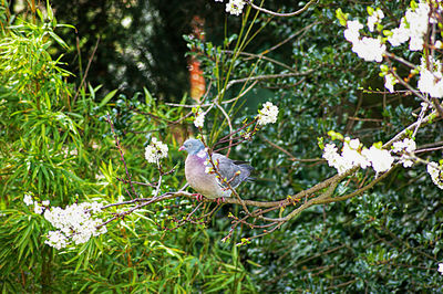 Bird perching on a tree