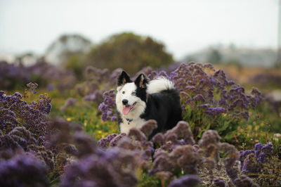 Close-up of dog