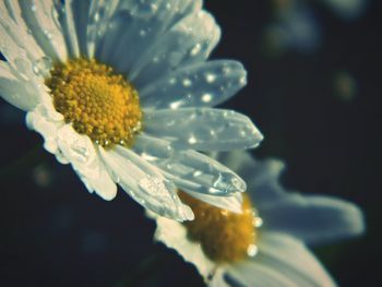 Close-up of yellow flowers blooming in pond