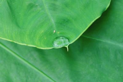 Close-up of water drops on leaf