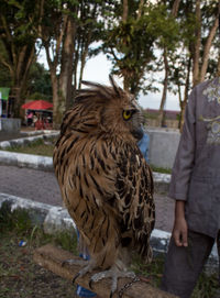 Low angle view of owl on tree