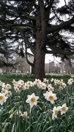 View of flowers growing on tree