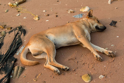 Dog lying on the ground