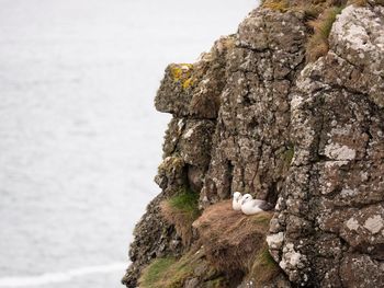 Birds perching on rock by sea