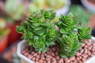 High angle view of succulent plant