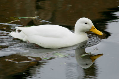 Close-up of swan swimming in lake