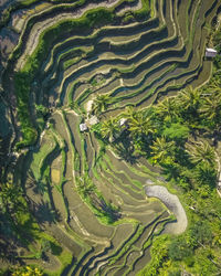 Aerial view of agriculture field