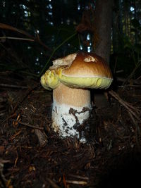 Close-up of mushroom growing on field