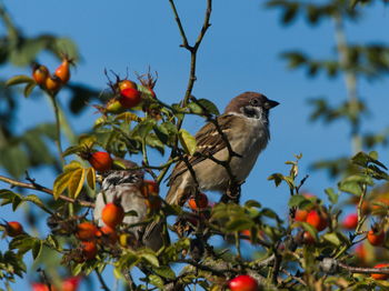 Low angle view of bird perching on tree
