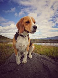 Dog sitting on shore against sky