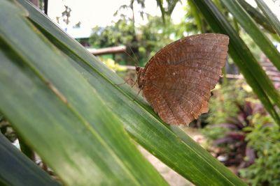 Close-up of butterfly on leaf