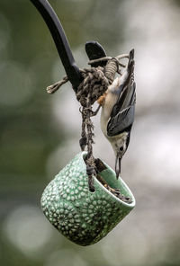 Close-up of bird on feeder