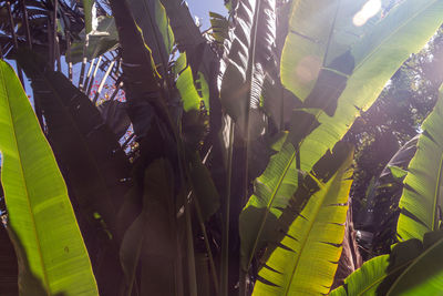 Close-up of green leaves on plant