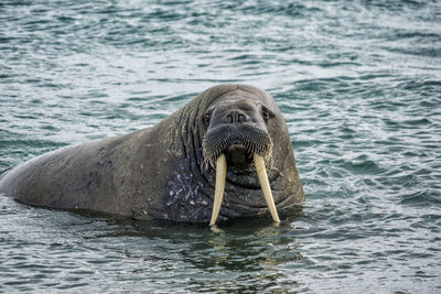 Walrus in the sea