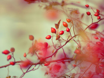 Close-up of red berries on twig