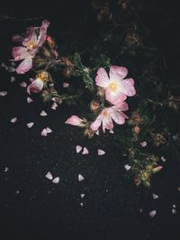 Close-up of pink flowers blooming outdoors