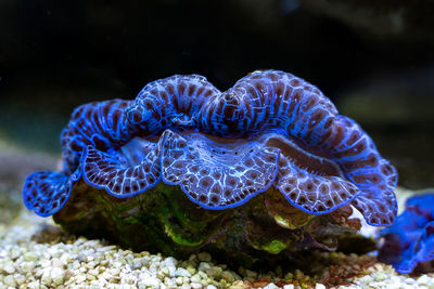 Blue coral 
