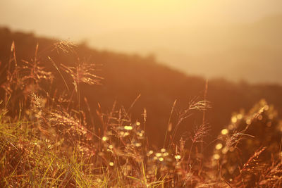 Close-up of plants growing on field against sky during sunset