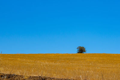 Scenic view of field against clear blue sky