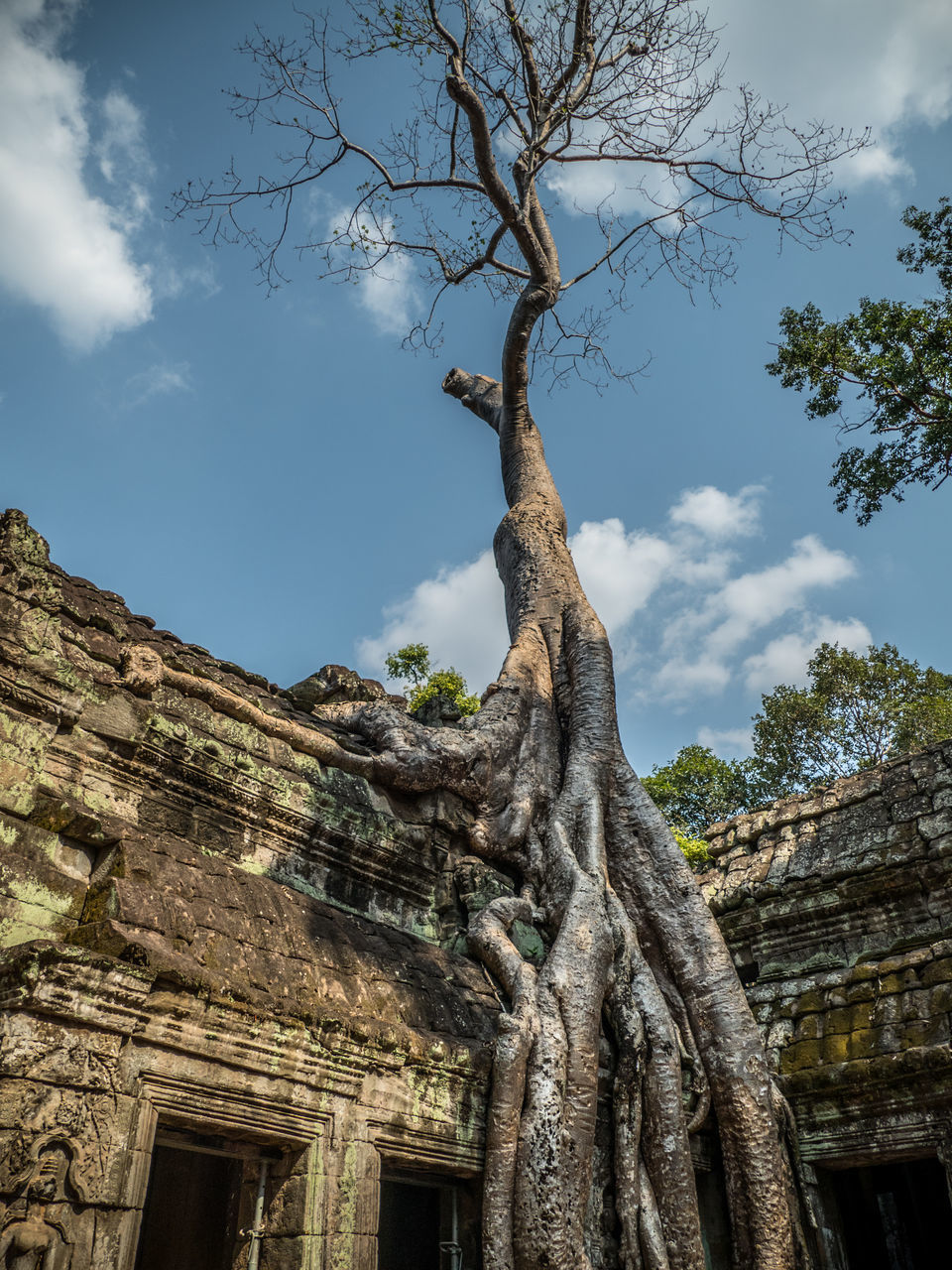 tree, sky, plant, low angle view, architecture, built structure, history, nature, the past, day, no people, trunk, tree trunk, building exterior, old, ancient, cloud - sky, old ruin, outdoors, branch, ruined, ancient civilization