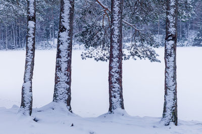 Snowclad tree-trunks in the forest.