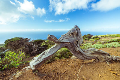 Driftwood on field by sea against sky