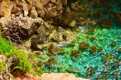 View of coral in sea