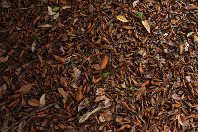 High angle view of dried leaves on field