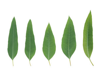 Close-up of green leaves against white background