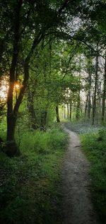 Trail amidst trees in forest