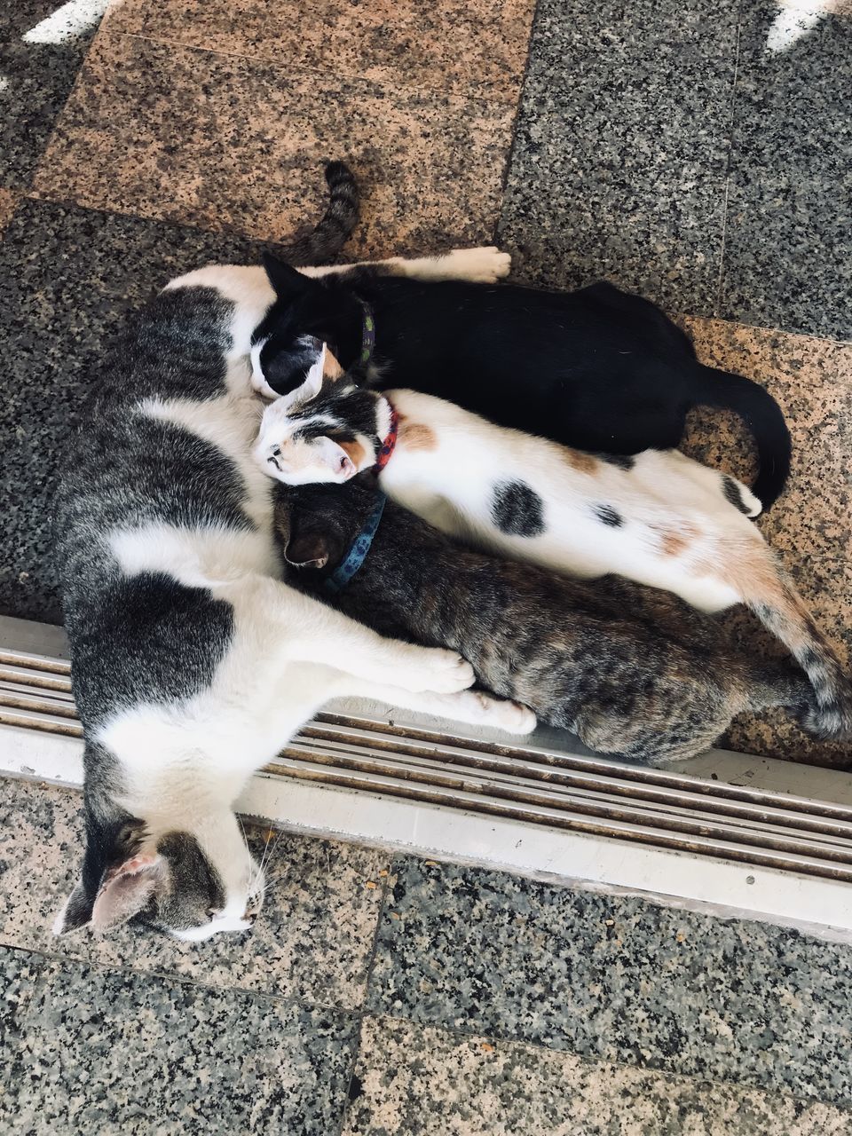 HIGH ANGLE PORTRAIT OF CATS