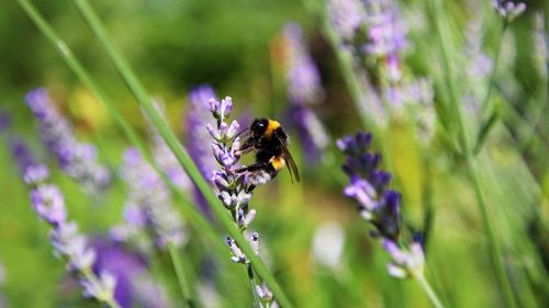 Close-up of bee pollinating on lavender