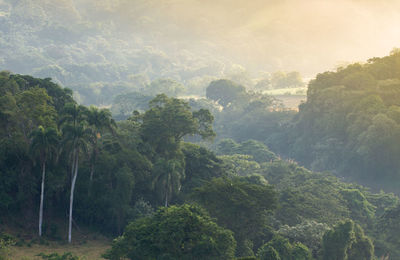 Scenic view of forest against sky