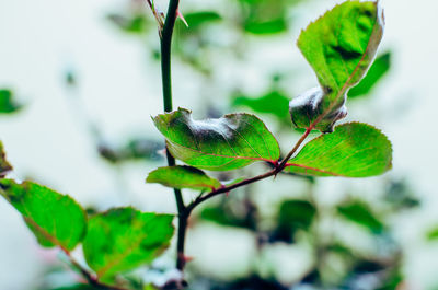 Close-up of green leaf