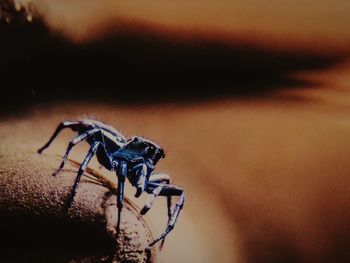 Close-up of insect