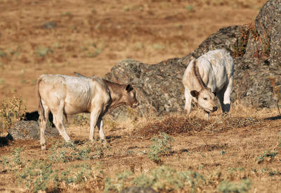 Baby white calves, eating yellow grass in the bucolic mountains of segovia, in castilla león,spain 