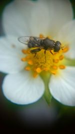 Close-up of bee on yellow flower