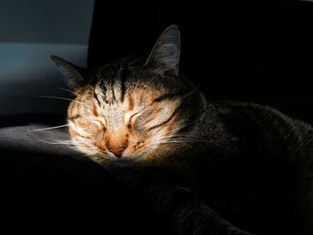 Close-up of cat resting