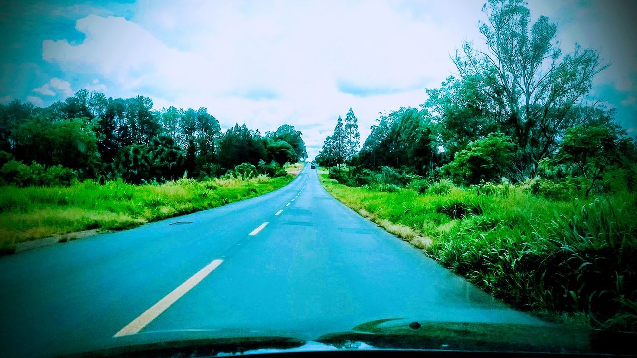 SURFACE LEVEL OF ROAD ALONG TREES AND PLANTS