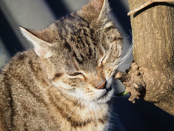 High angle view of cat resting