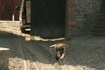 Bird flying against wall