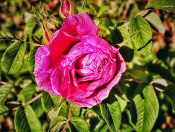 Close-up of pink rose