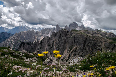 Yellow flowering plants on land against cloudy sky