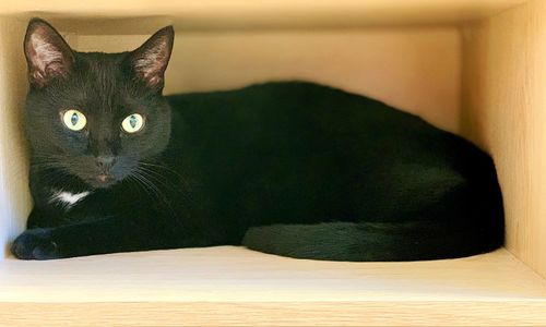 Close-up portrait of black cat at home