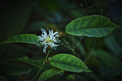 Close-up of flowering plant