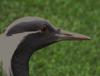 Close-up of a bird